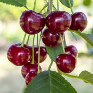 Саджанець Вишня Ерді Ботермо